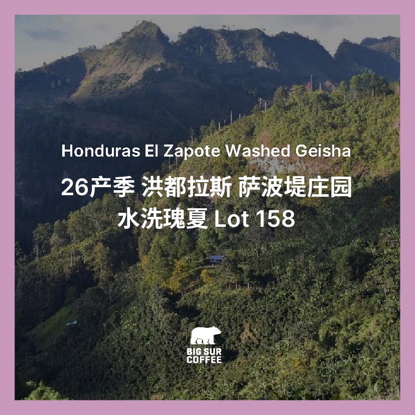 洪都拉斯 萨波提庄园 水洗瑰夏