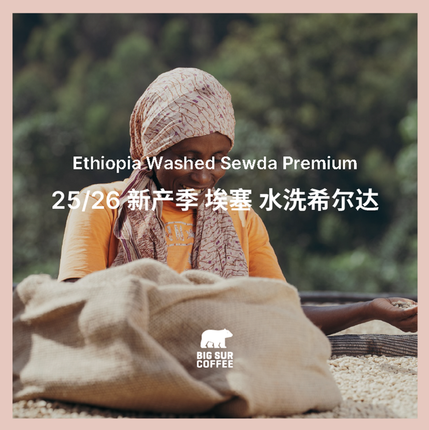 埃塞 水洗 加希尔达