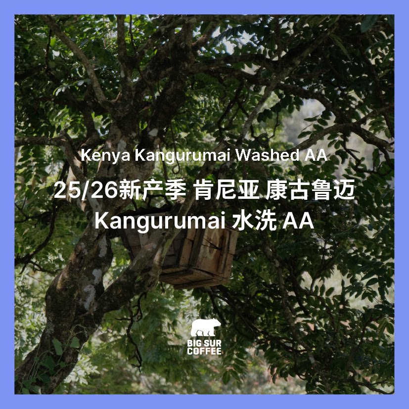 肯尼亚 水洗 康古鲁迈