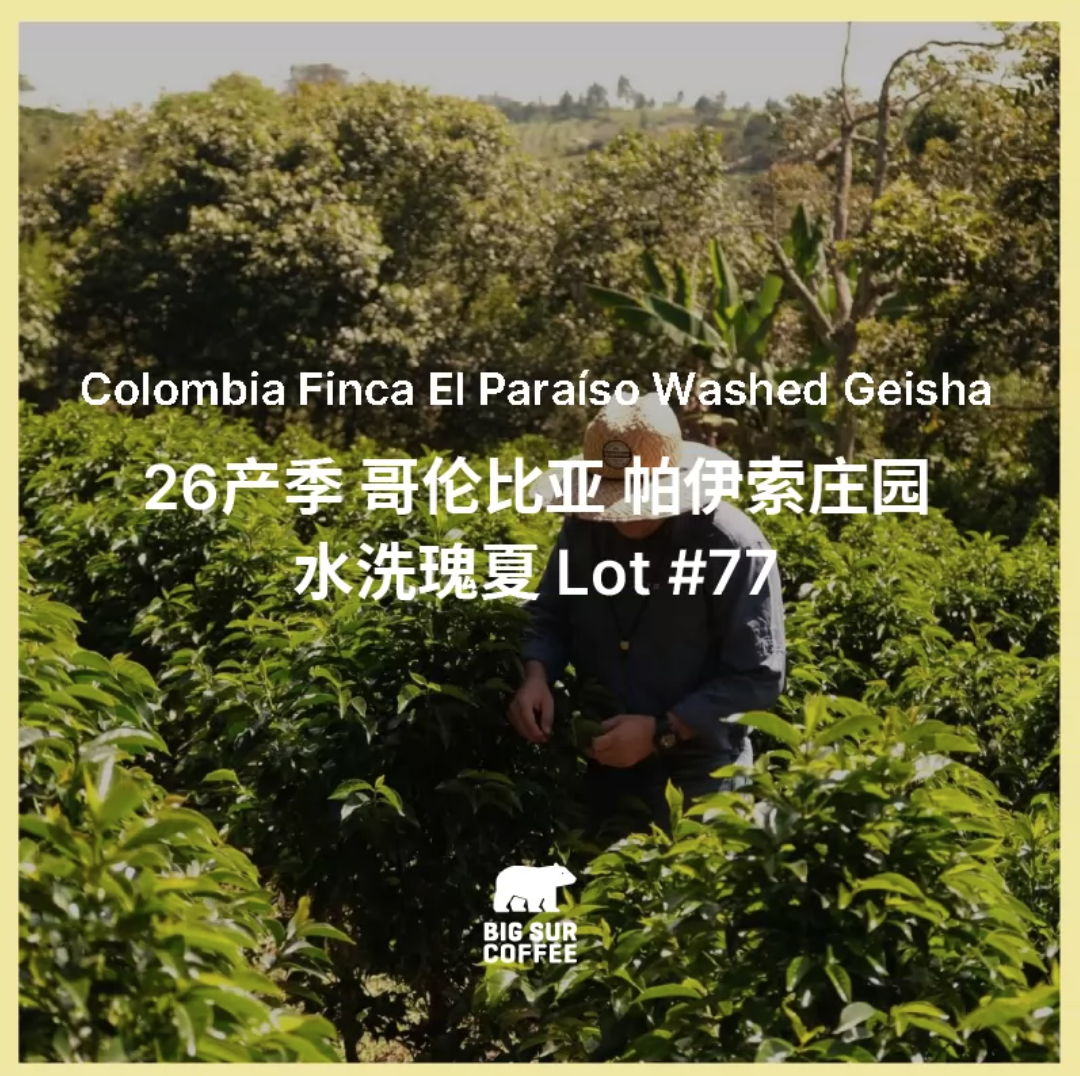 哥伦比亚 帕伊索庄园 水洗瑰夏