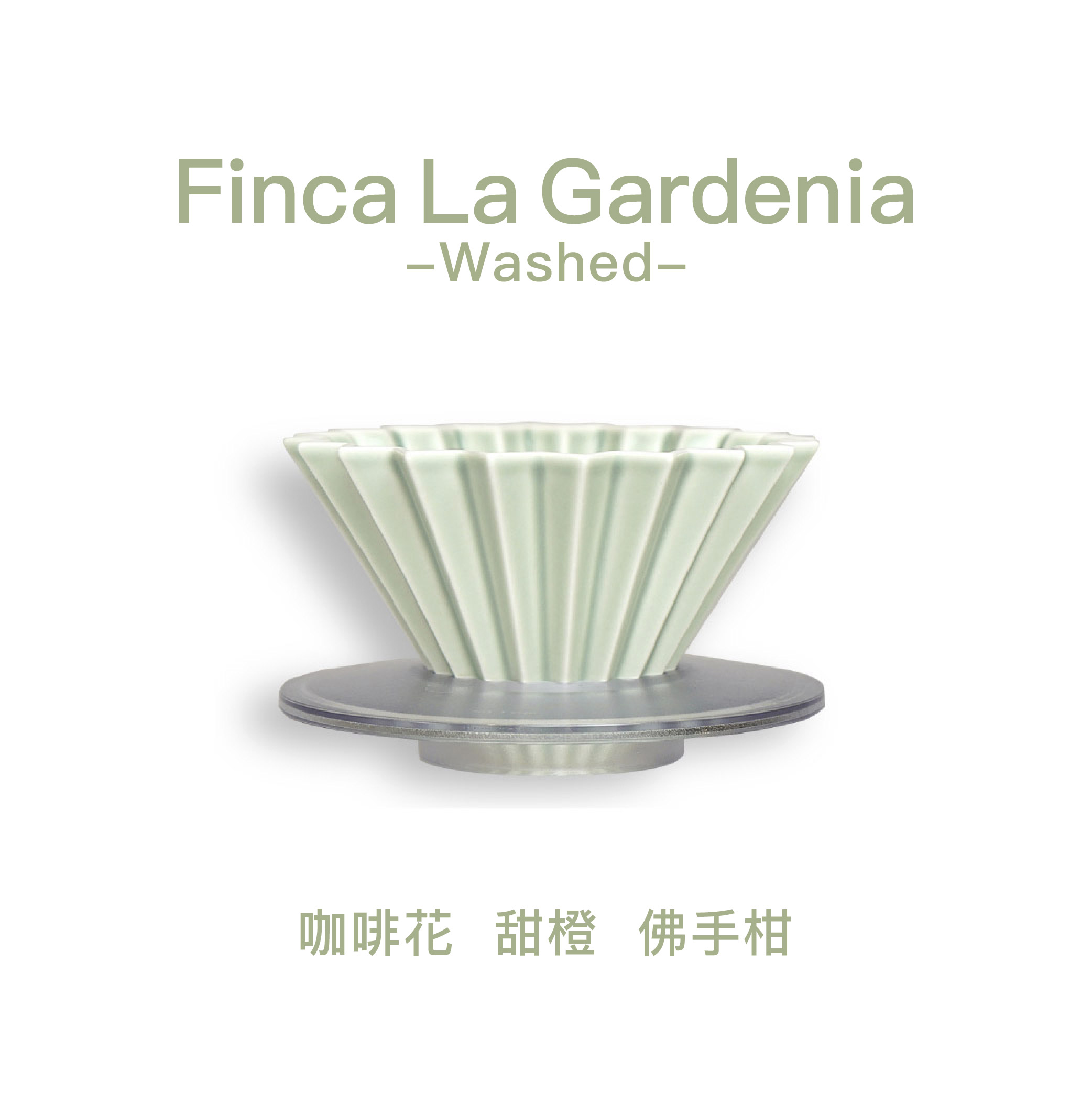 哥倫比亞 茉莉莊園 瑰夏 水洗